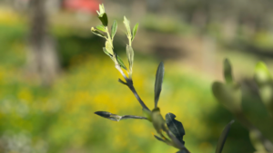fioritura-degli-ulivi-semia-ambrosianogroup