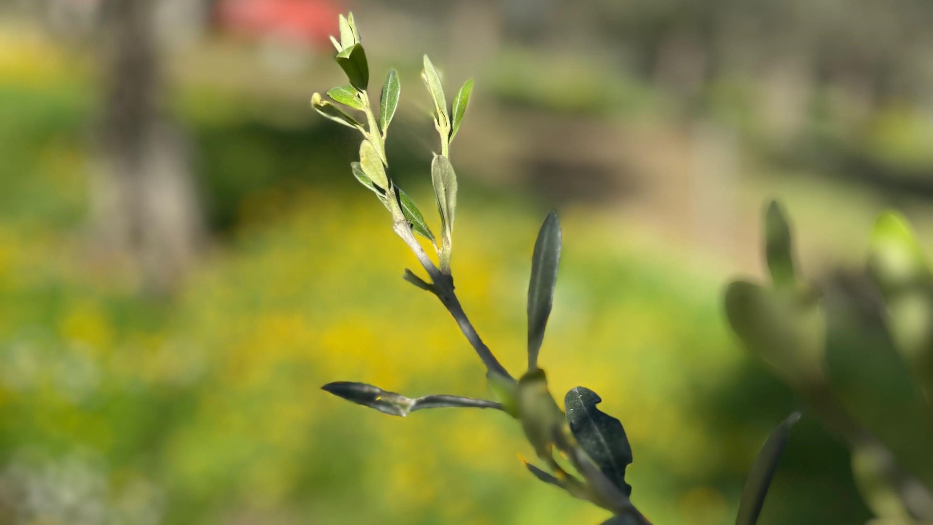 fioritura-degli-ulivi-semia-ambrosianogroup